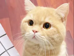 哪里来的小夹子