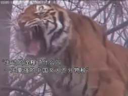 达莱：老娘来自礼仪之邦