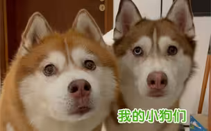 虽然岁月是把猪饲料，但是我的小狗，我只要它健康快乐就好…