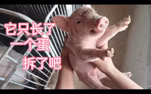 啊，为什么只长了一个蛋呢？