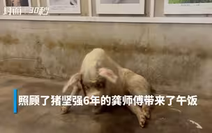 探访弥留之际的猪坚强：下午两点吃了10多斤特制饭