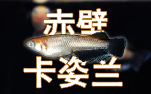 【观背青鳉】新品速递-赤壁-卡姿兰，国内自制新品种！
