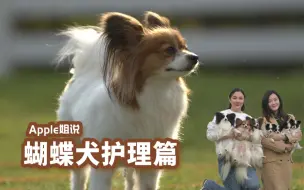 蝴蝶犬护理篇