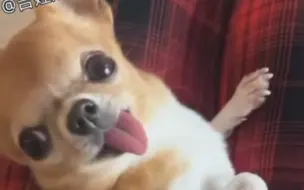 一个人生活太危险了，带上饱饱一起吧