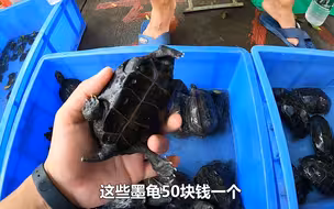 乌龟市场赶集，看到50块一个的墨龟，还有蛋龟，老板说值800！