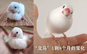 把一只文鸟养成像宠物狗一样听话，记录它1到8个月的变化