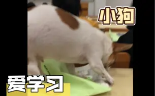【吉娃娃】小狗上课， 别踏马逼我学习！