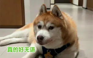 哈礼鹿好像出去玩了，又好像没去…