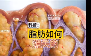 脂肪是如何排出体外的