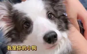 谢谢你愿意做我的小狗 年度催泪歌曲出现了