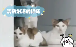 清奇刘海的猫咪