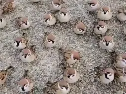 麻雀 家雀