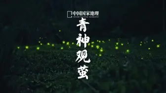 萤火虫｜每个人心中都有一片萤火之森