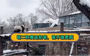 北京下雪，黄连奶爸比萌二还兴奋，追着萌二跑，一个拍，一个玩，父慈子孝