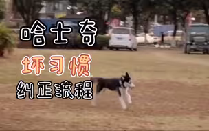 哈士奇坏习惯纠正流程