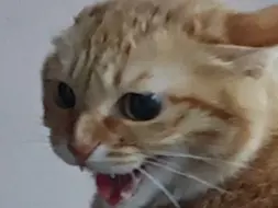 招财耄你真是欠爱了 换身衣服就翻脸不认人