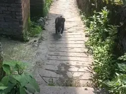 猪猪:走，猪妹仔，我带你去找妈妈要好吃的，可千万不要说是我想吃哈！#猪妈妈养猪