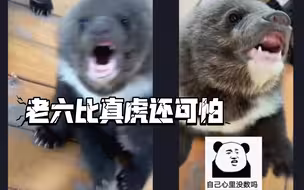 熊孩子不怕真老虎~