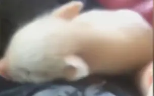 至今为止上传的最可爱猪猪！