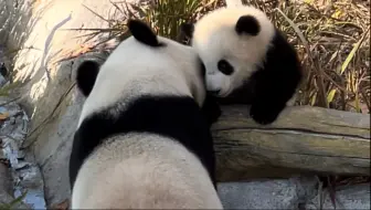 绣球贴贴绣丽这一幕太有爱了，惟愿每只大熊猫时光静好，浅笑安然。