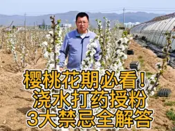 樱桃花期必看！浇水打药授粉3大禁忌全解答