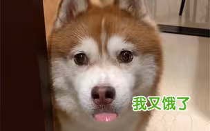 狗子演技很好，下次别再演了…