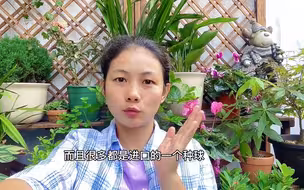 朱顶红想复花，注意这1点，年年开花给你看！