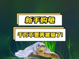 新手购龟千万不要再被骗了，一定要注意！