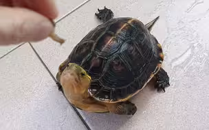 养了9年的黄缘盒龟咬合力惊人，一口就把蜗牛爆壳了，毫不费力