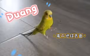 【鸟鸟迷惑行为】谁能告诉我它为什么要“跳”一下
