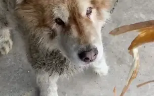 女子发现工厂里拴着一只阿拉斯加犬，高大威猛的牠沦为看门狗，并且样子非常糟糕，女子每天过来照顾狗狗，直至将牠带走！