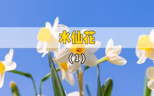 水培水仙全过程，开花那一刻，陶醉于春意之中