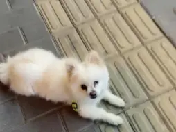 延安狗狗寻主人