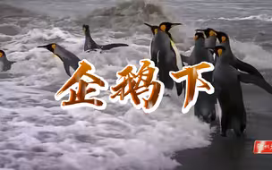 野性王国 企鹅下