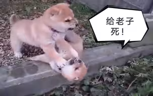这两只狗……让我笑了十天十夜