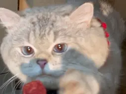 小猫：还我肉肉