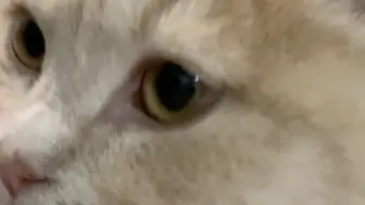 自家小猫咪太调皮