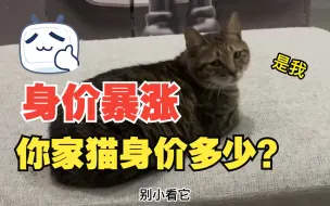 费钱，养一只猫需要花多少钱？网友：别问，问就是20万