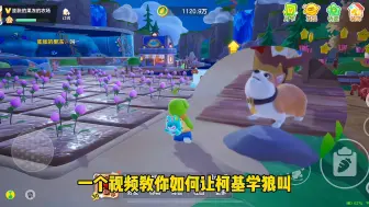 【元梦之星】一个视频告诉你如何让柯基学狼叫