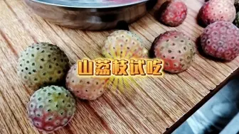 大山里的冷门野果，山荔枝