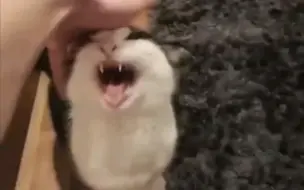 点击看可爱猫猫迷因