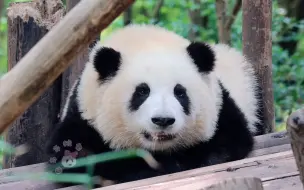 【大熊猫和花】枕着手手睡告告，夏天的蝉鸣声，听着听着就困了