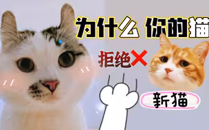 为什么你的猫不接受新猫？