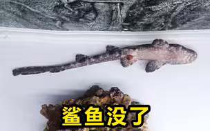 新买的鲨鱼刚到家只养了1天就去了鲨星球了！