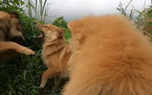 第一视角看狗狗打斗