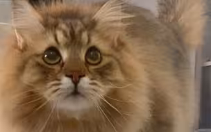 我买的是西伯利亚森林猫 怎么发成狗了 还会摇尾巴！
