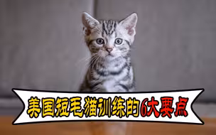 如何训练美短？调教美国短毛猫的正确方法