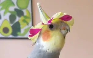 花花玄宝