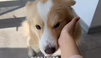 上门遛狗第85单，居然是只恋爱脑边牧！