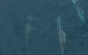 座头鲸追逐海豚🐬
